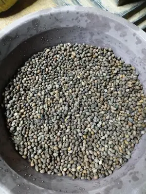 කුරුඳු බීජ
