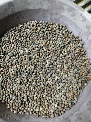 කුරුඳු බීජ