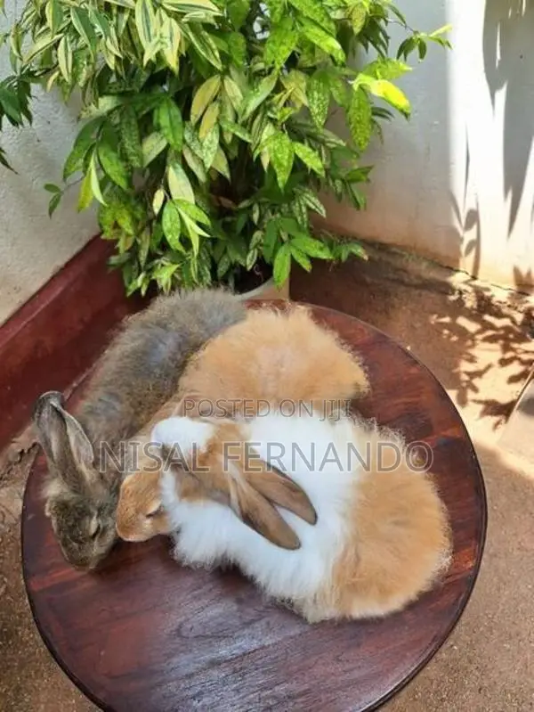 Angora Rabbit