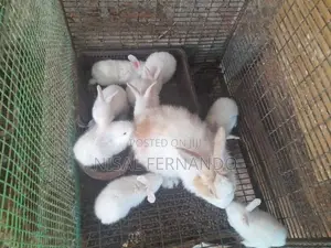 Angora Rabbit