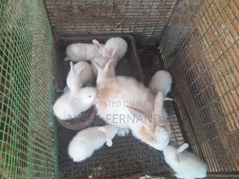 Angora Rabbit