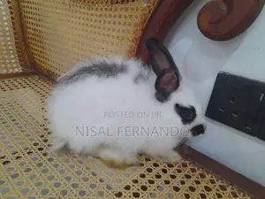 Angora Rabbit