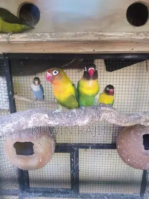 African Love Birds