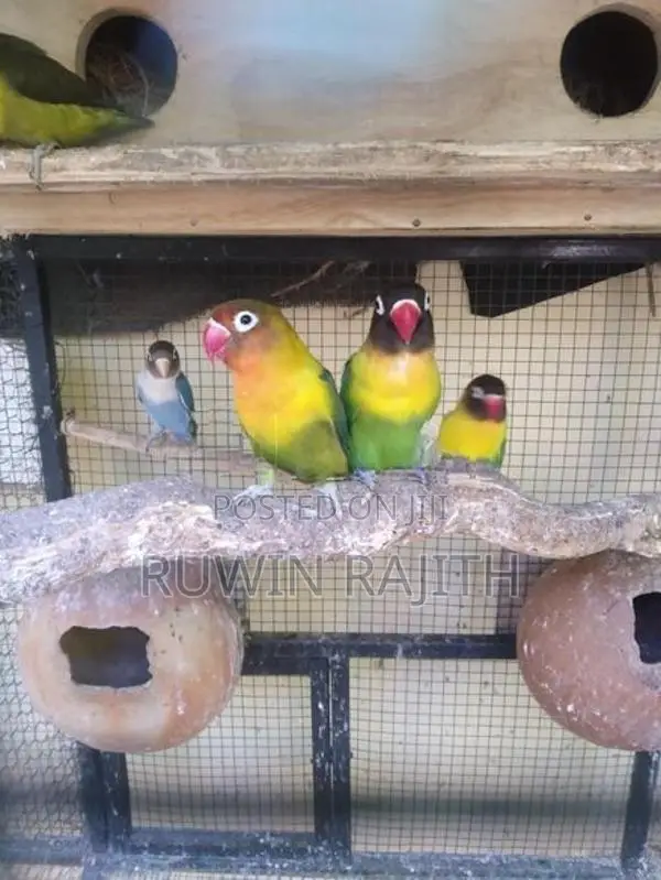African Love Birds