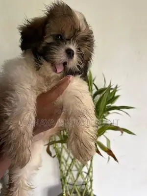 Shih Tzu Puppy