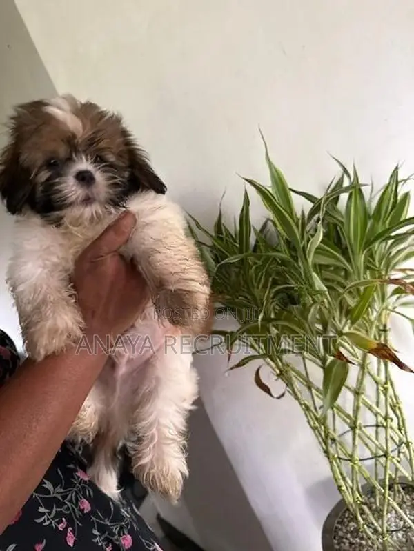 Shih Tzu Puppy
