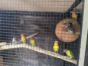 African Love Birds