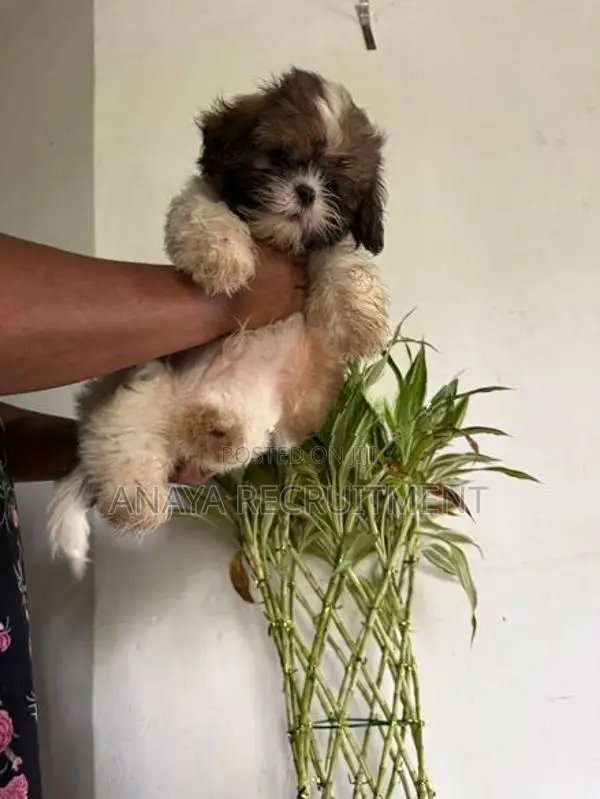 Shih Tzu Puppy