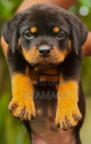 Rottweiler Puppies