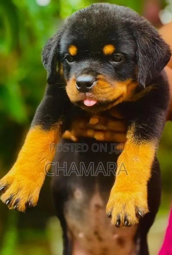 Rottweiler Puppies