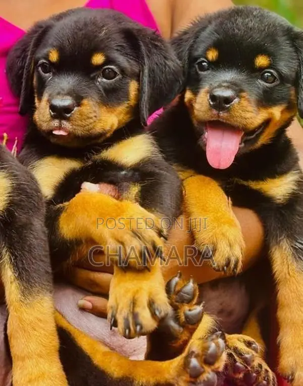 Rottweiler Puppies