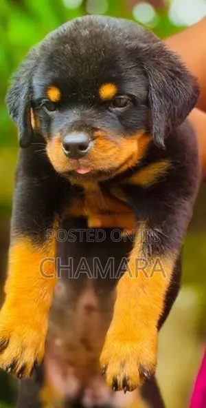 Rottweiler Puppies