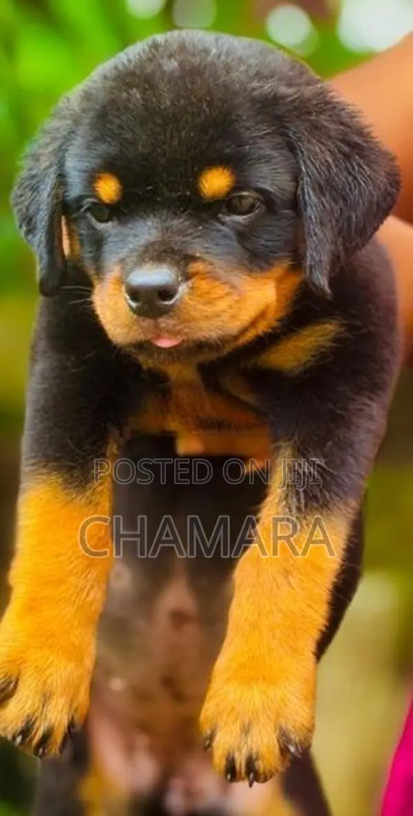 Rottweiler Puppies