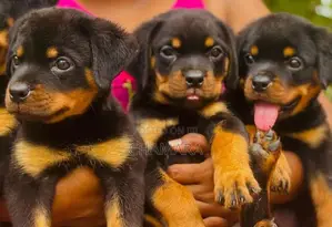 Rottweiler Puppies