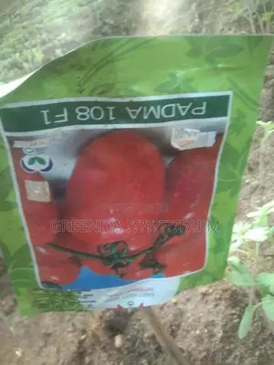 தக்காளி கன்றுகள்
