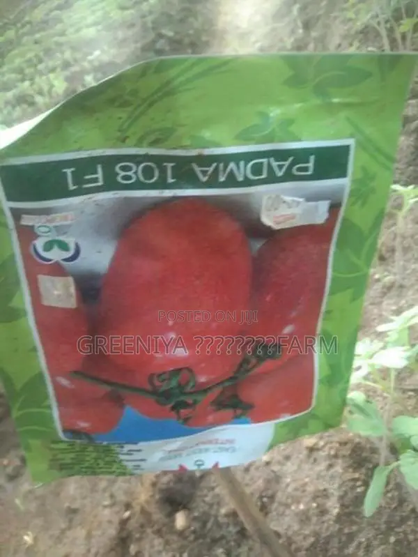 தக்காளி கன்றுகள்