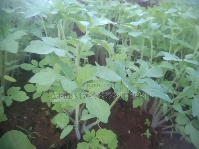 தக்காளி கன்றுகள்