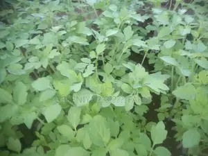 தக்காளி கன்றுகள்