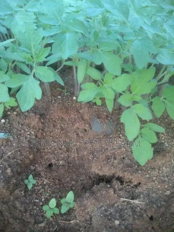 தக்காளி கன்றுகள்