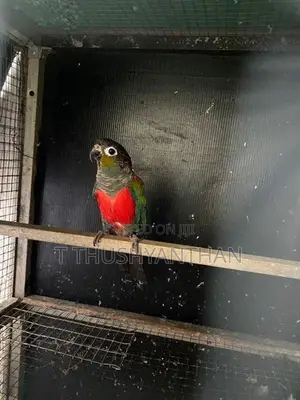 Crimson Conure Parrot