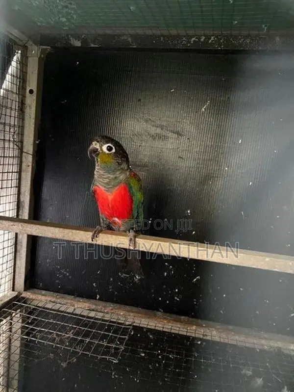Crimson Conure Parrot