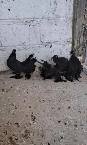 Fantail Pigeons