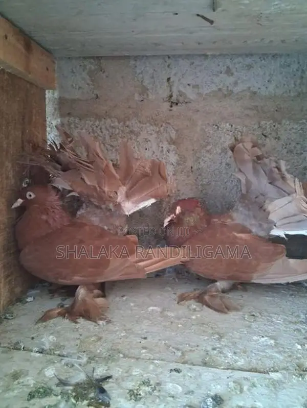Fantail Pigeons