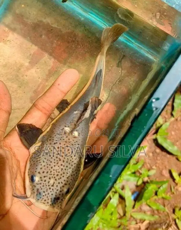 Red Tail Catfish