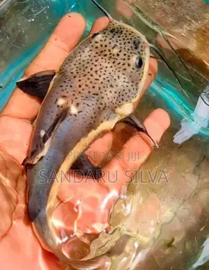 Red Tail Catfish