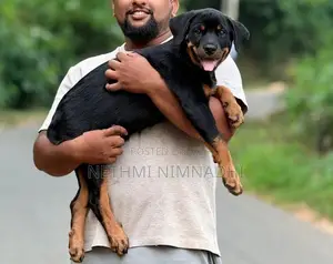 Rottweiler Puppy