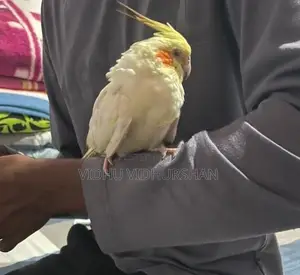 Cocktail Birds