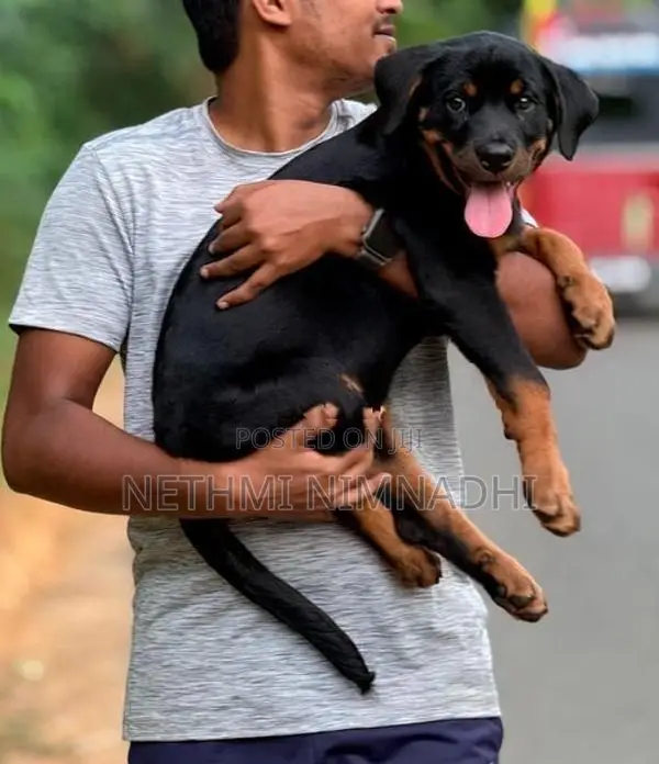 Rottweiler Puppy