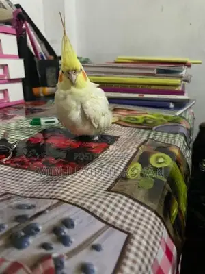 Cocktail Birds