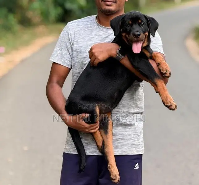 Rottweiler Puppy