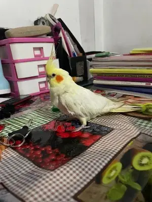 Cocktail Birds