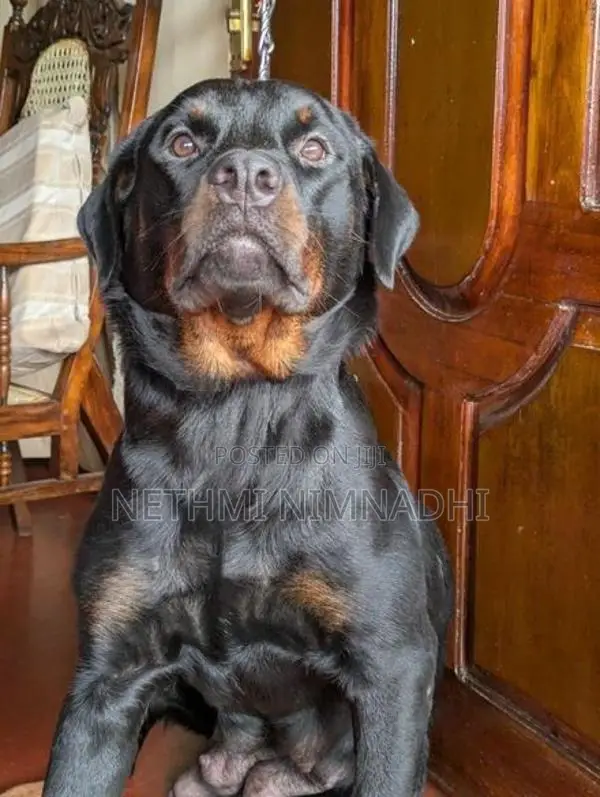 Rottweiler Puppy
