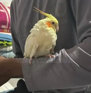 Cocktail Birds
