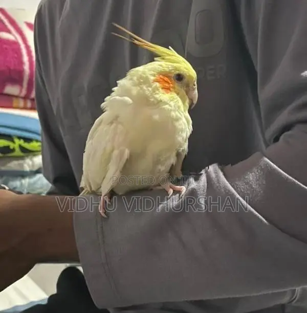 Cocktail Birds