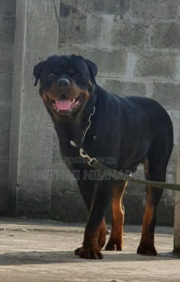Rottweiler Puppy