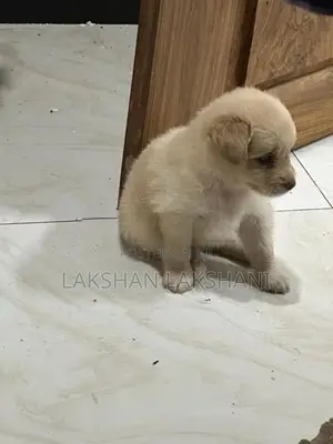 Pomeranian Puppies