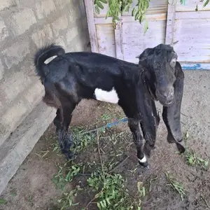 Farm Goat