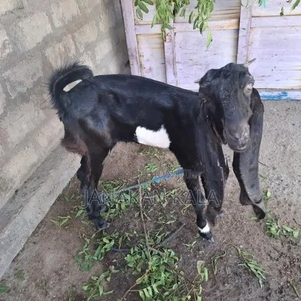 Farm Goat