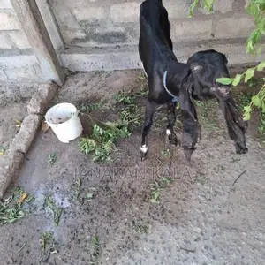 Farm Goat