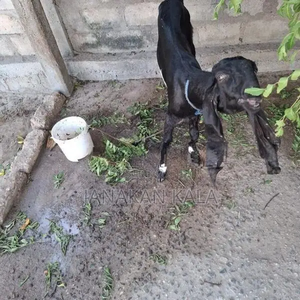 Farm Goat