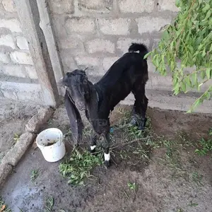 Farm Goat