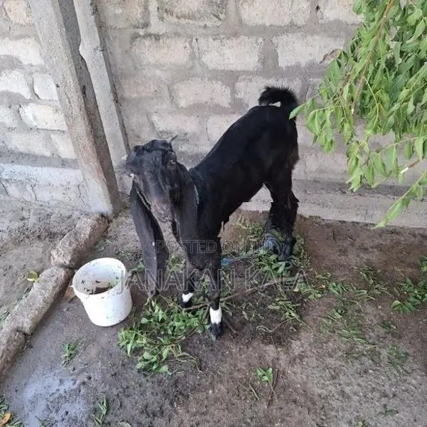 Farm Goat