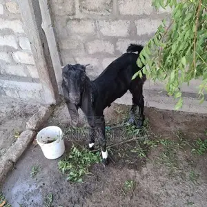 Farm Goat