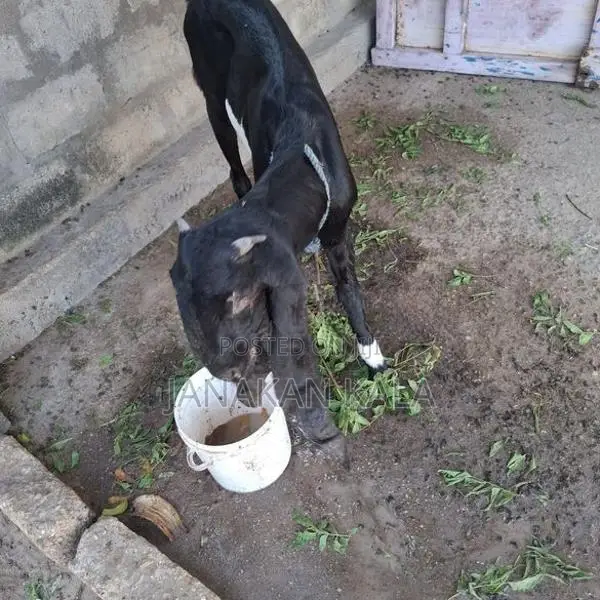 Farm Goat