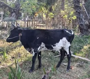 Male Cow