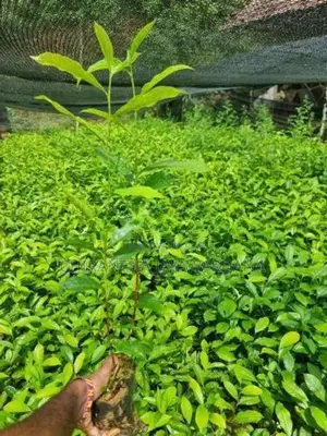 තේ පැළ